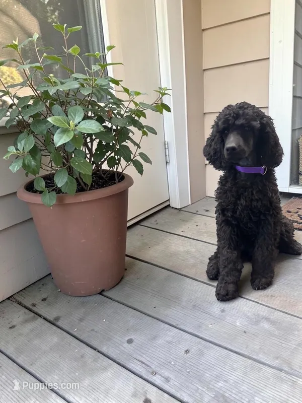 Hawk  – Poodle - Multi-Colored Standard, Poodle - Standard  puppy for sale in Coalgate, OK