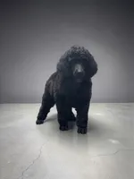 Hawk , a male Poodle - Multi-Colored Standard and Poodle - Standard  for sale in Coalgate, OK – Photo 5 of 5
