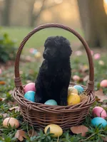 Sparrow , a male Poodle - Multi-Colored Standard and Poodle - Standard  for sale in Coalgate, OK – Photo 2 of 4