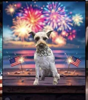 Hunter , a male Miniature Schnauzer for sale in Coalgate, OK – Photo 2 of 3