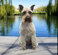 Hunter , a male Miniature Schnauzer for sale in Coalgate, OK – Photo 1 of 3