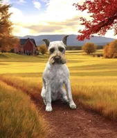 Hunter , a male Miniature Schnauzer for sale in Coalgate, OK – Photo 3 of 3