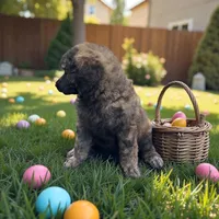 Sage , a female Poodle - Multi-Colored Standard and Poodle - Standard  for sale in Coalgate, OK – Photo 2 of 5