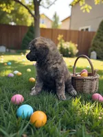 Sage , a female Poodle - Multi-Colored Standard and Poodle - Standard  for sale in Coalgate, OK – Photo 2 of 4