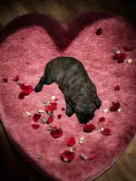 processed/ca465728-b8a6-436c-b970-08da03d35356/listing/fcae0620-adbd-4849-a937-711394f1fb93/70cf4830-a742-42a3-8566-904d856cca50