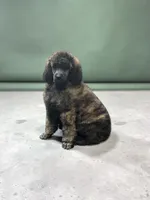 Sage , a female Poodle - Multi-Colored Standard and Poodle - Standard  for sale in Coalgate, OK – Photo 5 of 5