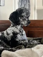 Boy red, a male Poodle - Multi-Colored Standard and Poodle - Standard  for sale in Coalgate, OK – Photo 9 of 10