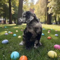 Phoenix , a male Poodle - Multi-Colored Standard and Poodle - Standard  for sale in Coalgate, OK – Photo 2 of 6