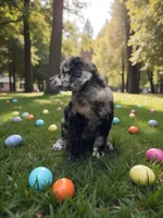 Phoenix , a male Poodle - Multi-Colored Standard and Poodle - Standard  for sale in Coalgate, OK – Photo 2 of 5