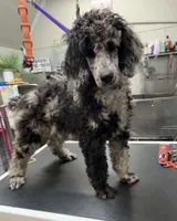Phoenix , a male Poodle - Multi-Colored Standard and Poodle - Standard  for sale in Coalgate, OK – Photo 7 of 7