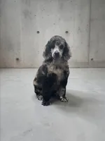 Phoenix , a male Poodle - Multi-Colored Standard and Poodle - Standard  for sale in Coalgate, OK – Photo 6 of 6