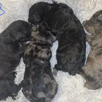 Phoenix , a male Poodle - Multi-Colored Standard and Poodle - Standard  for sale in Coalgate, OK – Photo 4 of 6