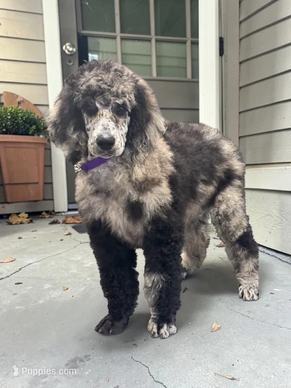 Phoenix  – Poodle - Multi-Colored Standard, Poodle - Standard  puppy for sale in Coalgate, OK