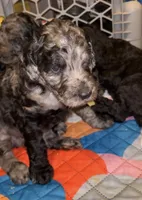 Boy red, a male Poodle - Multi-Colored Standard and Poodle - Standard  for sale in Coalgate, OK – Photo 2 of 10