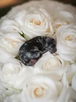 Boy red, a male Poodle - Multi-Colored Standard and Poodle - Standard  for sale in Coalgate, OK – Photo 3 of 10