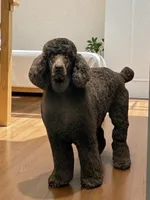 Boy red, a male Poodle - Multi-Colored Standard and Poodle - Standard  for sale in Coalgate, OK – Photo 6 of 10