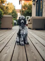 Boy red, a male Poodle - Multi-Colored Standard and Poodle - Standard  for sale in Coalgate, OK – Photo 8 of 10