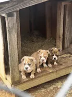 You name him, a male Olde English Bulldogge for sale in Mississippi State, MS – Photo 5 of 8