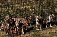 You name him, a male Olde English Bulldogge for sale in Mississippi State, MS – Photo 4 of 8