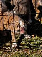 You name him, a male Olde English Bulldogge for sale in Mississippi State, MS – Photo 8 of 8