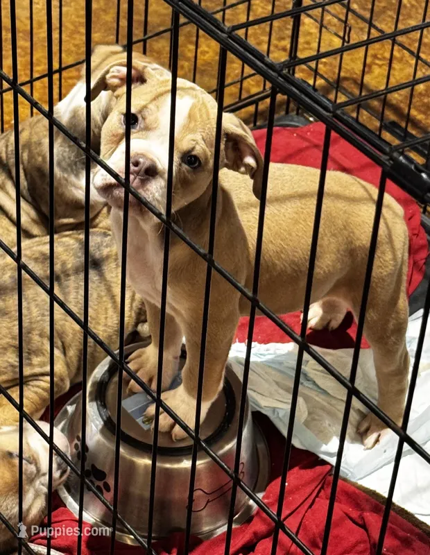 You name him, a male Olde English Bulldogge for sale in Mississippi State, MS – Photo 1 of 8