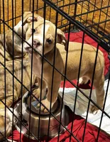 You name him, a male Olde English Bulldogge for sale in Mississippi State, MS – Photo 1 of 8