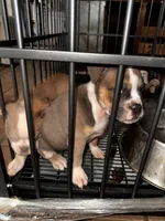 You name him, a male Olde English Bulldogge for sale in Mississippi State, MS – Photo 3 of 8