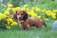 Angel, a female Miniature Dachshund for sale in Beach City, OH – 4 of 5