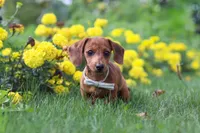 Forest, a male Miniature Dachshund for sale in Beach City, OH – 2 of 6