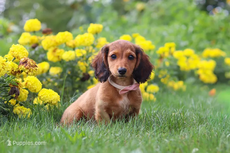 Angel – Miniature Dachshund puppy for sale in Beach City, OH