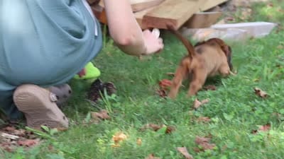 Angel, a female Miniature Dachshund for sale in Beach City, OH – 5 of 5