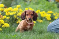 Angel, a female Miniature Dachshund for sale in Beach City, OH – 2 of 5