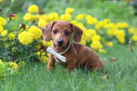 Forest, a male Miniature Dachshund for sale in Beach City, OH – 4 of 6