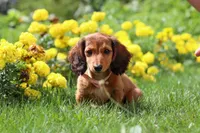 Angel, a female Miniature Dachshund for sale in Beach City, OH – 3 of 5