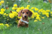 Forest, a male Miniature Dachshund for sale in Beach City, OH – 3 of 6