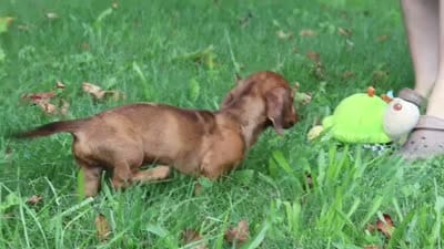 Forest, a male Miniature Dachshund for sale in Beach City, OH – 6 of 6