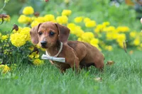 Forest, a male Miniature Dachshund for sale in Beach City, OH – 5 of 6