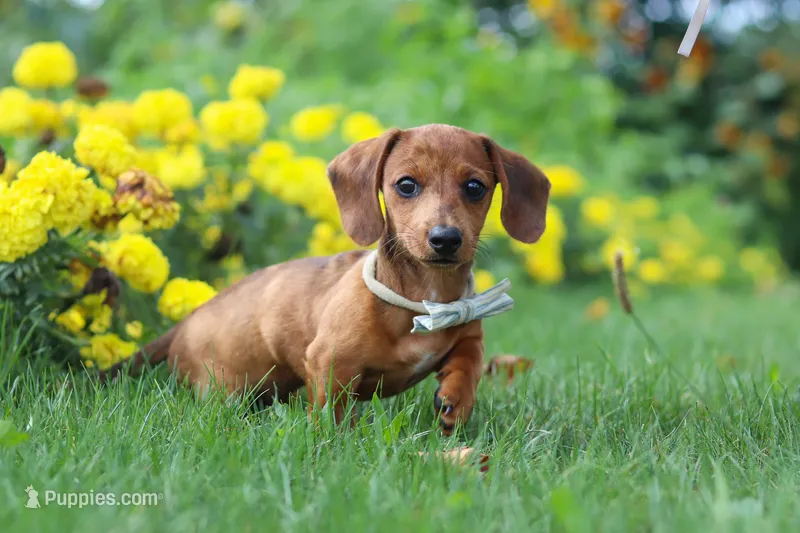 Forest – Miniature Dachshund puppy for sale in Beach City, OH