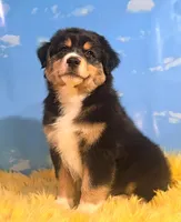 Dewey , a male Australian Shepherd for sale in Waddell, AZ – 2 of 8