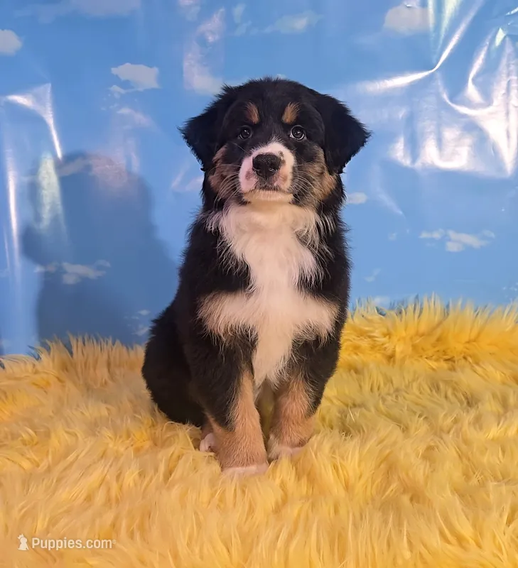 Louie  – Australian Shepherd puppy for sale in Waddell, AZ