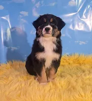 Louie , a male Australian Shepherd for sale in Waddell, AZ – 1 of 6