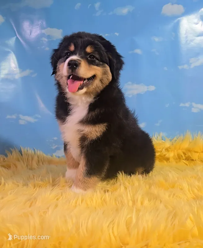 Dewey  – Australian Shepherd puppy for sale in Waddell, AZ