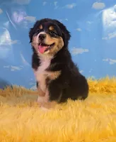 Dewey , a male Australian Shepherd for sale in Waddell, AZ – 1 of 8