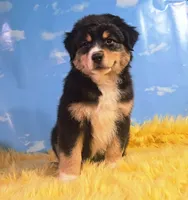 Dewey , a male Australian Shepherd for sale in Waddell, AZ – 5 of 8