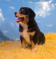 Dewey , a male Australian Shepherd for sale in Waddell, AZ – 3 of 8