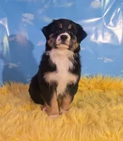 Louie , a male Australian Shepherd for sale in Waddell, AZ – 4 of 6
