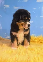 Dewey , a male Australian Shepherd for sale in Waddell, AZ – 6 of 8