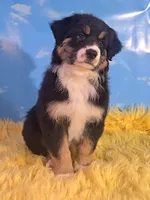 Louie , a male Australian Shepherd for sale in Waddell, AZ – 3 of 6