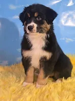 Louie , a male Australian Shepherd for sale in Waddell, AZ – 6 of 6