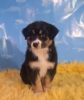 Louie , a male Australian Shepherd for sale in Waddell, AZ – 2 of 6